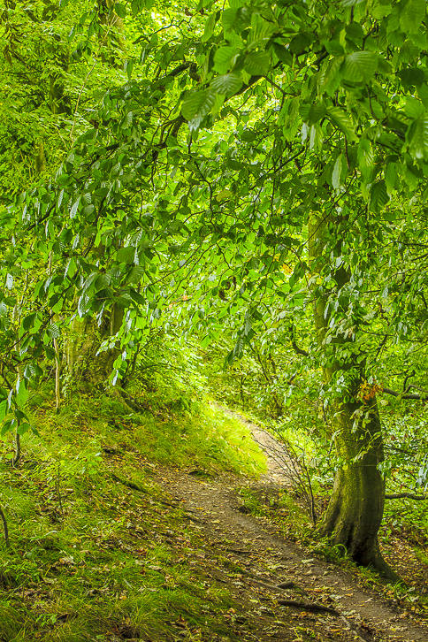 Dovedale Wood Dovedale Wood